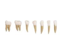 Dental 1:1 Permanent Teeth Model School Demonstration Study Practice Device