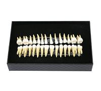 Dental 28pcs 1:1 demonstration permanent teeth teach study model