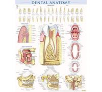 Dental Anatomy: A Quickstudy Reference