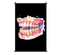 Dental Anatomy Art Print Printed Poster Hanger Lightweight Poster Hangs A Picture Wall Art Vertical Artwork