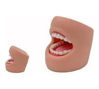 Dental Anatomy Model with 28 Teeth, High Simulation for Health Teaching, Detailed Structure and Pathological Features for Effective Dental Care Education