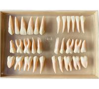 Dental Anatomy Teaching Model, 2.5X Magnification, 32 Teeth Demonstration Model For Educational Use, Isolated Permanent Teeth For Building Anatomy Skills