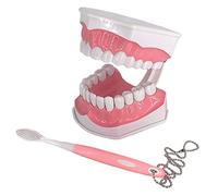 Dental Care Model - Educational Brushing Teaching Tool | Kids Educational Tooth Model - Fun Oral Care Teaching Tool for Effective Brushing and Hygiene Learning