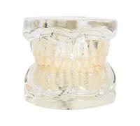 Dental Deciduous Teeth Model Transparent Advanced Resin Teeth Model Removable Teaching Tool for Dentist 6.2x5.6cm