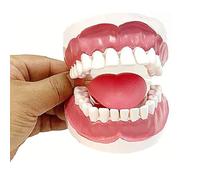 Dental Demonstration Model with Oral Cavity and Gums for Medical Education and Dentistry