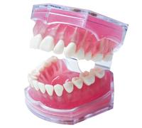 Dental Demonstration Teeth Model with All Removable Teeth, Standard Study Teaching Dental Model Teeth Education and Demo Typodonts Model Ideal for Dental Professionals and Students, 4004