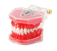 Dental Extraction Model Dental Practice Tooth Model 28 Teeth Detachable Teaching Standard Teeth Lab Teaching Instrument