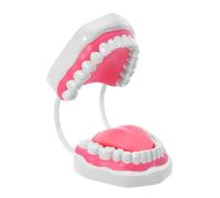 Dental Hygiene Tooth Model with Roots PVC White for Student Learning
