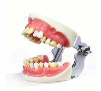 Dental Implant Model Dental Typodont Model with a Small Screwdriver