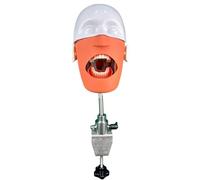 Dental Manikin Head Model Dental Manikin Head Simulator with Mount for Dentist and Assistant Practice A