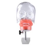 Dental Manikin Simulator Phantom Head Mannequin Head with Detachable Teeth, Height Adjustable, Table Type 28/32 Teeth (28PCS)