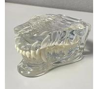 Dental Model for Dogs and Cats, Anatomical Canine and Feline Teeth Model for Veterinary Education, Anatomy Biology Tool for Veterinary Office Decoration