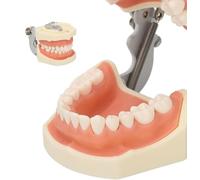 Dental Model of Maxillary Cyst Resin 28 Teeth Soft Gums Screw Fixation Jaw Frame FE Teaching Model of Soft Rubber Cyst Teeth for Practicing Incision Abscess