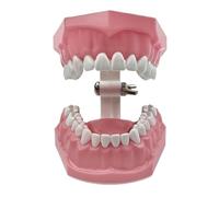 Dental Model Oral Care Teaching Demonstration Model Brushing Flossing Practice Teeth Typodonts Model For Education Studying