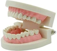Dental Model, Standard Teeth Demonstration for Education, Plastic Brushing Teaching Model, Ideal for Dental Students and Professionals