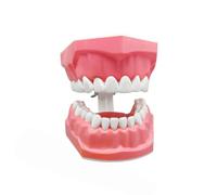 Dental Model Teaching Equipment And Tools | Interactive Dental Teaching Model Toothbrush Oral Study Supplies Men Women Boys Teens Son