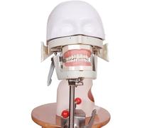 Dental Phantom Head Model, Bench Mounted Phantom Head Model for Teaching Practice, Dental Assistants, and Hygienists A