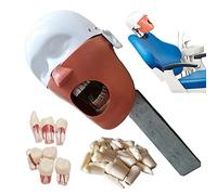 Dental Phantom Head Model for Dentists Teaching and Practice Training, Compatible with Dental Chair