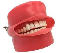 Dental Phantom Head Model Silicone Mask Dental Anatomy Cavity Cover Models with 28 Pieces Screw Fixed Teeth for Student Learning Dental Stomatology Prepare