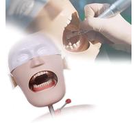 Dental Phantom Head Model Unit Dental Manikin Head Simulator with Bench Stand for Dentists and Dental Assistants A