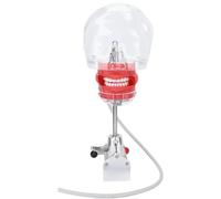 Dental Simulation Head Model Simulator Mannequin Head Model Desk Fixing Clip Rotating Freely for Dentist Training Exercises A