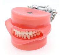 Dental Simulation Mannequin Head with 32 Removable Teeth and Cheek Simulation for Teaching and Study, Standard Dental Model for Classroom Training