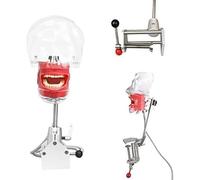 Dental Simulator Manikin Head Teaching Model 360° Rotating Dental Model for Dentistry and Dental Technology A