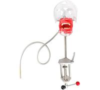 Dental Simulator Manikin Phantom Head Plastic Educational Dental Teeth Model with Bench Mount for Education Fix on Table Type