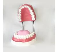 Dental Standard Six Times Teeth Model Dental Teaching Models Magnification Full Mouth Model Typodont Demonstration Denture Model for Kids, Dentist Students, Patient, Teaching, Studying, Displaying