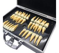 Dental Teeth Model,2.5 Times Magnified Two-Coloured Teeth Educational and Teaching Tools，32pcs Adult Teeth Model Kit with Storage Case for Teacher Student Doctor Dentist Office