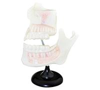 Dental Teeth Model Children's Dentition Model Science Dental Teaching Anatomy Model Gums Standard Teeth Model (Size : 29X13Cm) (Size : 29 X 13Cm) (29 X 13Cm)