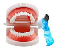 Dental Teeth Model with Denture Toothbrush, Standard Teeth Model Brushing Tooth, Denture Mouth Model Demonstration for Kids Dental Teaching Tools Study Supplies
