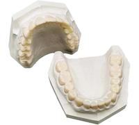 Dental Training Model with Upper and Lower Jaw for Education and Practice