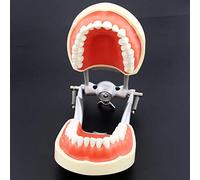 Dental Typodont Articulated Model, Dental Teaching Study Anatomy Model Removable Teeth Standard Typodont Demonstration Teeth Model, GWYYEUK