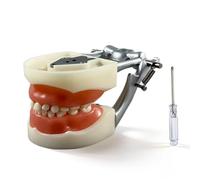 Dental Typodont Teeth Model,28Pcs Teeth Screw-In Teeth Models with Metal Bracket,Educational Model for Practice and Study