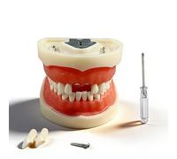 Dental Typodont Teeth Model with 28 Removable Teeth,Removable Teach Anatomical Model Metal Bracket,Dental Demonstration Models for Teaching, Practice and Study