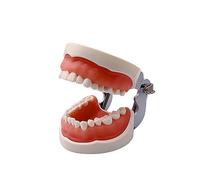 Dental Typodont Teeth Model, YOUYA DENTAL TM-024 Practice Dentist Tooth Models for Dental Students Removable Teeth Model Teaching Model Study Tool Soft Gums Dental Model with 32 Removable Teeth