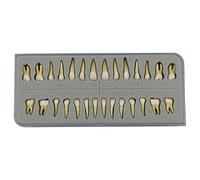 Dentalmall 1 Box Dental Model Teeth Model 28 Pcs 1:1 Full Permanent Teeth M7021