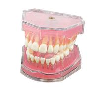 Dentalmall ® 1 Pc Dental Demonstration Teeth Model - Standard Study Teaching Dental Mode With All Removable Teeth #4004 01
