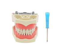 Dentalmall Dental Columbia 860 Type 32 Pcs Removeable Teeth Typodont Exam Restorative Model M8030 (M8030)