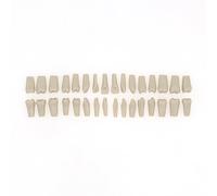 Dentalmall Dental Columbia 860 Type 32 Pcs Removeable Teeth Typodont Exam Restorative Model M8030 (T-8030-32Pcs Replace Teeth)