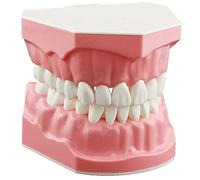 DENTALMALL Dental Model Brushing Flossing Practice Teeth Typodonts Mode Gingiva Visible Anatomic Demonstration Teaching Studying Standard Size