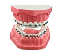 Dentalmall Dental Teeth Orthodontic Demonstration Model Typodont Teaching,Studying,Explaining Model for Adult and Children