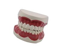 Dentals Typodont Standard Dental Model for Demonstrating Dental Floss Teaching Practice