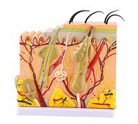 Deosdum 50X Human Skin Model Magnified 3D Human Skin Magnified Tissue Structure Model Anatomy Biology Teaching Aid Laboratory Supplies