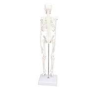 Depisuta Mini Skeleton Model, 45cm PVC Human Body Bone Structure with Movable Arms Legs Joints and Stand for Students Chiropractors Physical Therapists