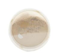 Dermaquest DermaMinerals Buildable Coverage Loose Mineral Powder SPF 20 2c