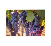 Desert Grapes Pattern Wooden Jigsaw Puzzle Horizontal 300 Pieces for Family Leisure and Creativity Enhancement