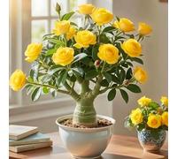 Desert Rose Bulbs Offer a Unique and Charming Bloom.-1 Onion X
