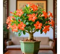 Desert Rose Onions add an artistic touch with their tropical fragrance. -2onions-V